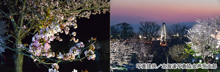 旭ヶ丘公園　夜桜ライトアップ