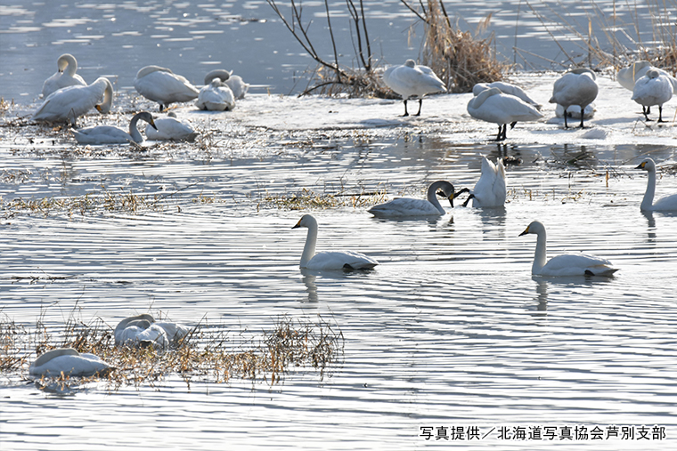 野花南湖の白鳥