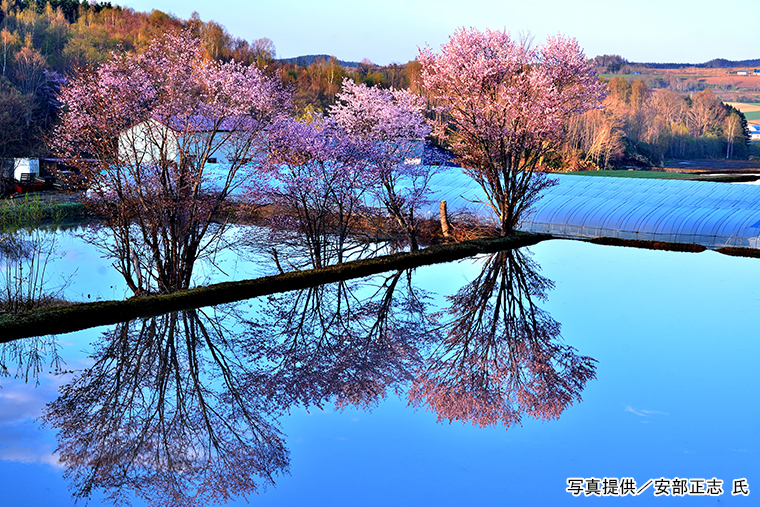 水田に写る桜