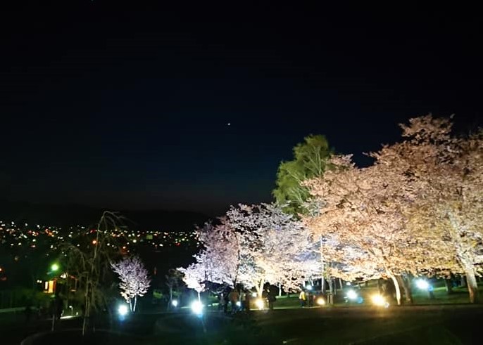 旭ヶ丘公園　夜桜ライトアップ
