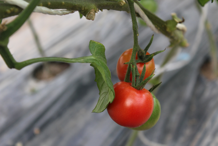 つばさ農園のフルーツトマト