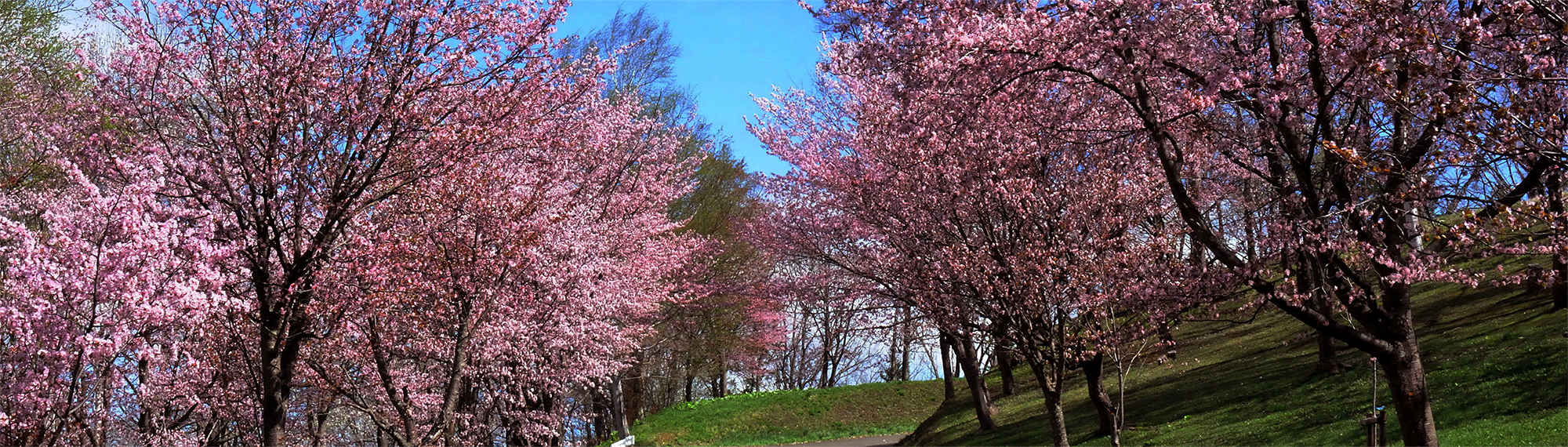 ふらり出かける、桜の丘 旭ヶ丘公園